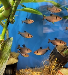 Hyphessobrycon eques