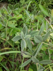 Baptisia bracteata leucophaea