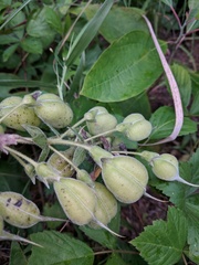 Baptisia bracteata leucophaea