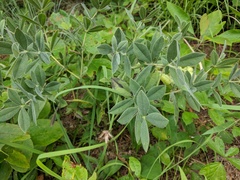 Baptisia bracteata leucophaea