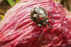 Chinavia erythrocnemis