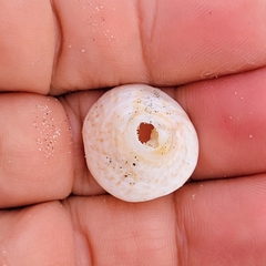 Crucibulum spinosum
