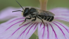 Megachile montivaga
