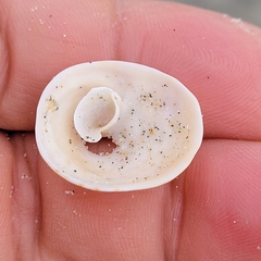 Crucibulum spinosum