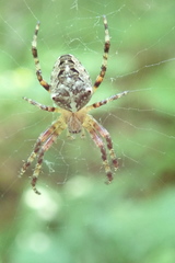 Araneus nordmanni