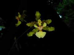 Oncidium lineoligerum