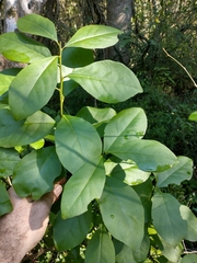 Brunfelsia australis