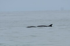Tursiops truncatus