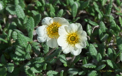 Dryas ajanensis