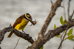 Pitangus sulphuratus