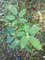 Handroanthus heptaphyllus