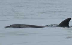 Tursiops truncatus