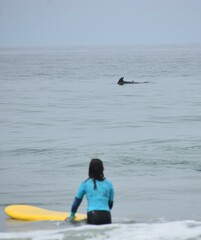 Tursiops truncatus