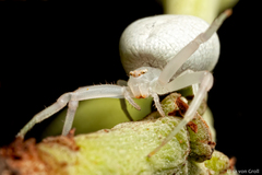Thomisidae