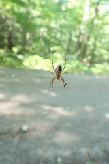 Araneus nordmanni