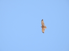 Geranoaetus polyosoma