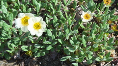 Dryas ajanensis