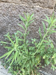 Erigeron