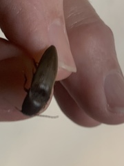 Diplostethus texanus