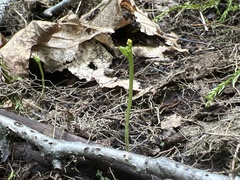 Botrychium tenebrosum