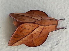 Oiticella convergens