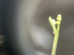 Botrychium simplex image