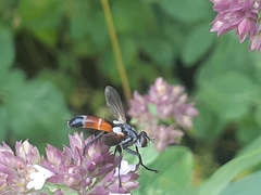 Cylindromyia pilipes