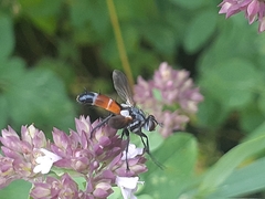 Cylindromyia pilipes