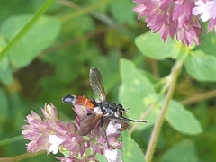 Cylindromyia pilipes