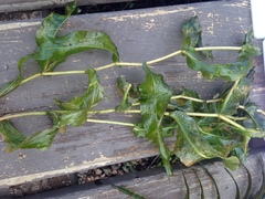 Potamogeton richardsonii