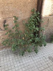 Solanum nigrum