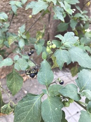 Solanum nigrum
