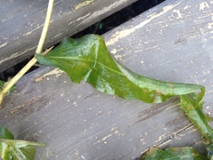 Potamogeton richardsonii