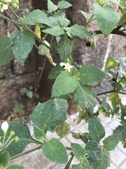 Solanum nigrum