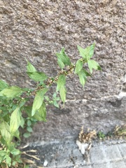 Parietaria judaica