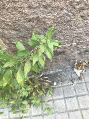 Parietaria judaica