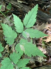 Phytomyza actaeivora