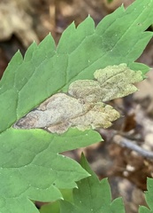 Phytomyza actaeivora