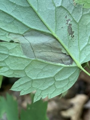 Phytomyza actaeivora
