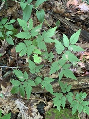 Phytomyza actaeivora