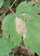 Phytomyza actaeivora