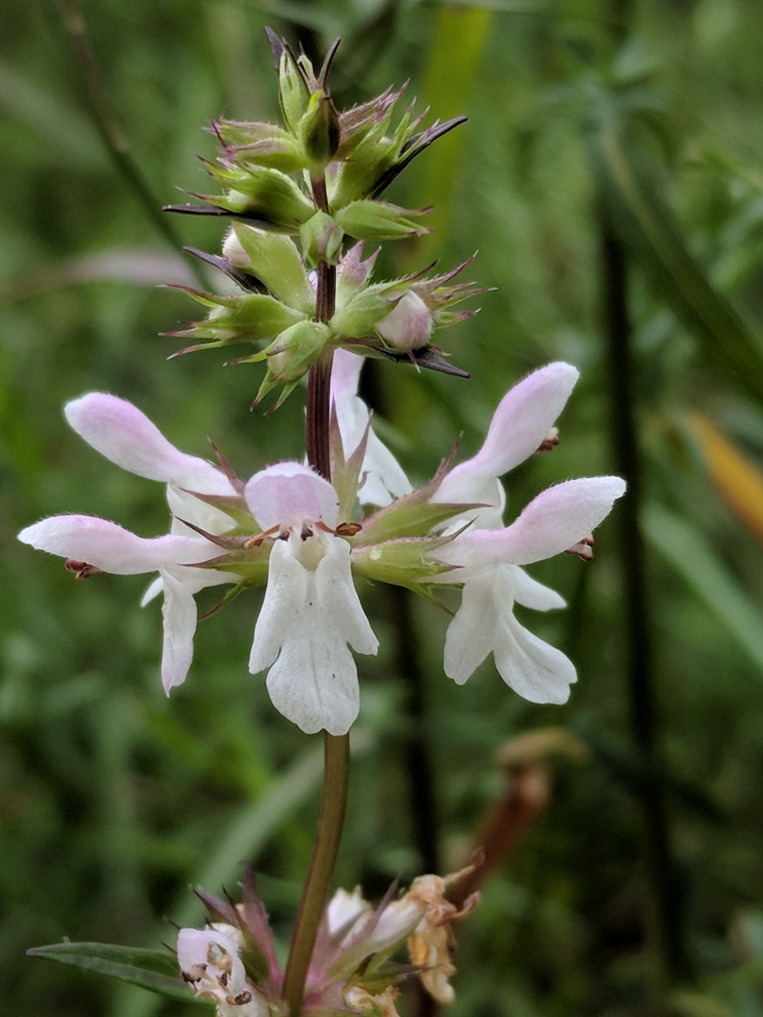 Stachys hyssopifolia