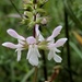 Stachys hyssopifolia - Photo (c) Nate Martineau,  זכויות יוצרים חלקיות (CC BY-NC), הועלה על ידי Nate Martineau