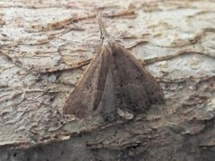 Trigonistis
