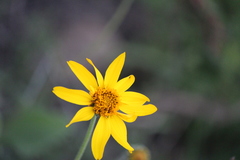 Verbesina pedunculosa