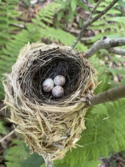 Setophaga caerulescens