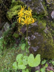 Ligularia sibirica
