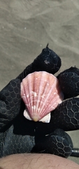 Nodipecten