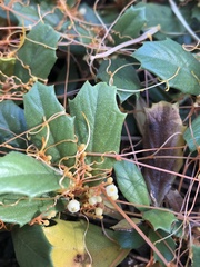 Cuscuta jepsonii