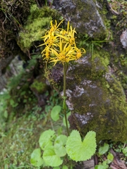 Ligularia sibirica